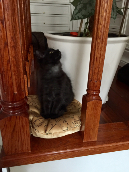 Кошки в нашей жизни. Кошки и все, что с ними связано.