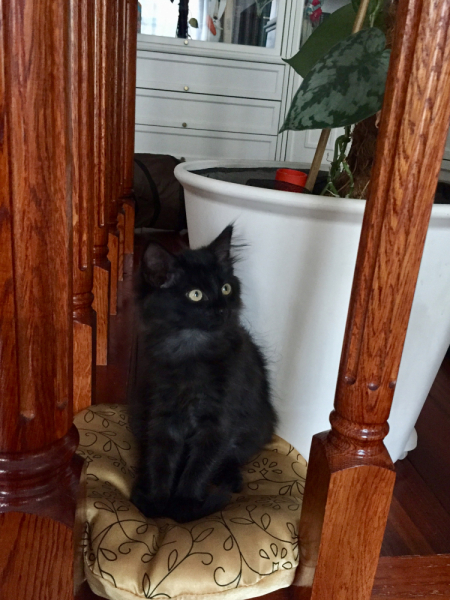 Кошки в нашей жизни. Кошки и все, что с ними связано.