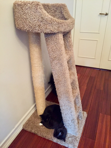 Кошки в нашей жизни. Кошки и все, что с ними связано.