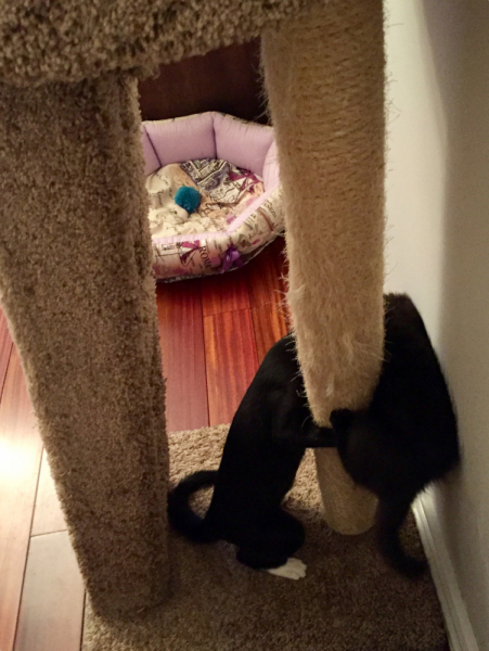 Кошки в нашей жизни. Кошки и все, что с ними связано.