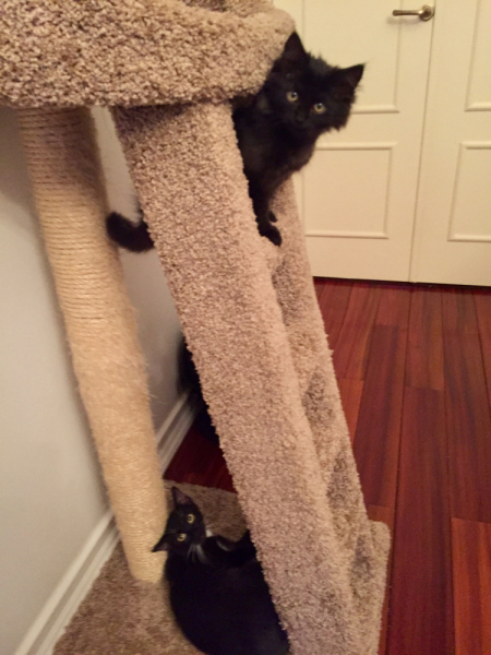 Кошки в нашей жизни. Кошки и все, что с ними связано.