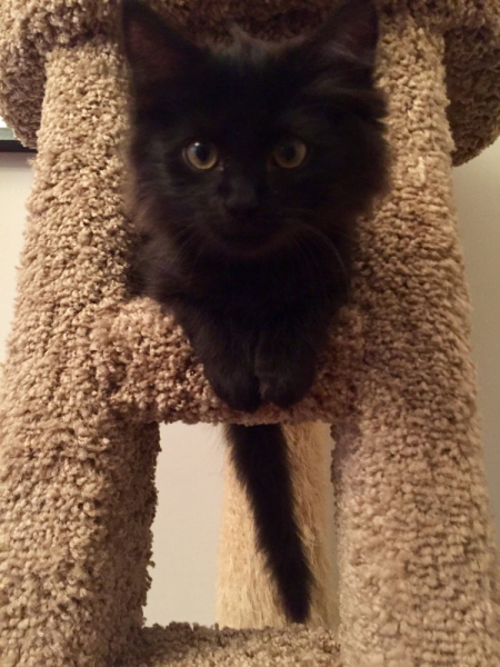 Кошки в нашей жизни. Кошки и все, что с ними связано.