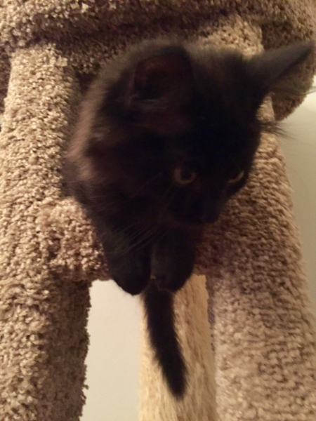 Кошки в нашей жизни. Кошки и все, что с ними связано.