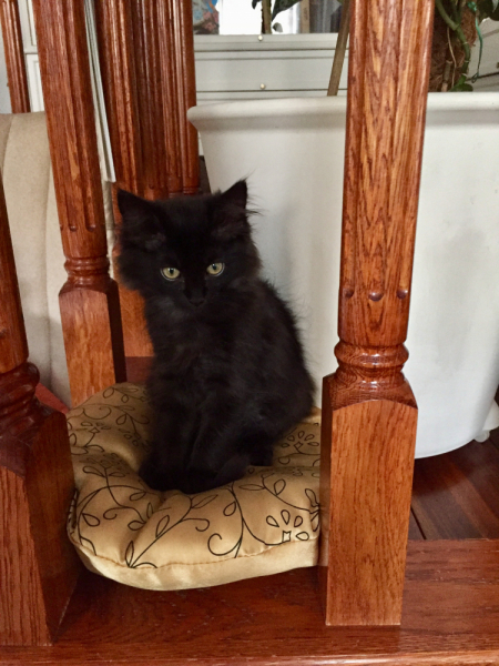 Кошки в нашей жизни. Кошки и все, что с ними связано.