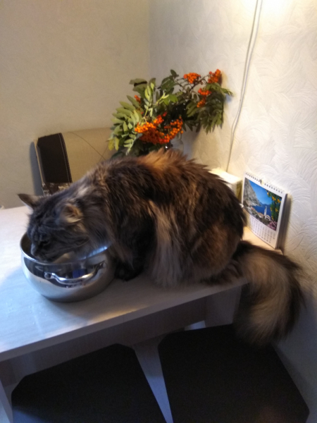 Кошки в нашей жизни. Кошки и все, что с ними связано.