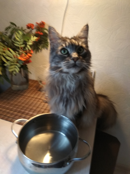 Кошки в нашей жизни. Кошки и все, что с ними связано.