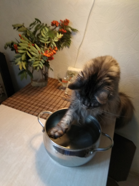 Кошки в нашей жизни. Кошки и все, что с ними связано.