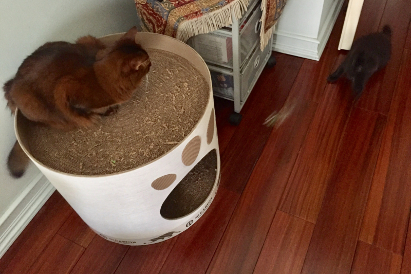 Кошки в нашей жизни. Кошки и все, что с ними связано.