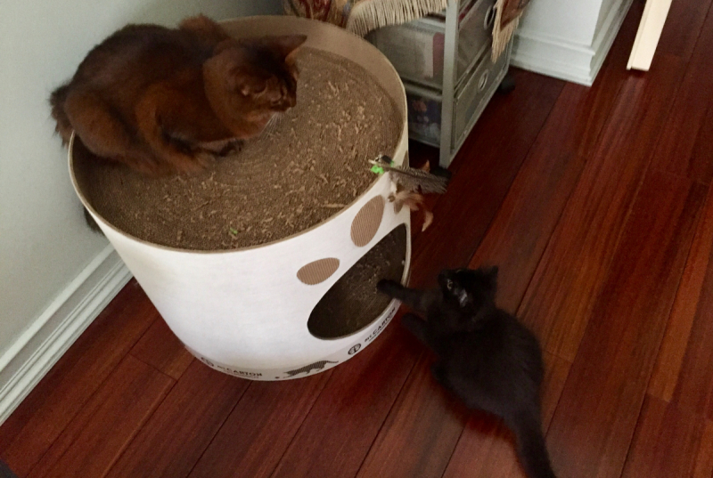 Кошки в нашей жизни. Кошки и все, что с ними связано.