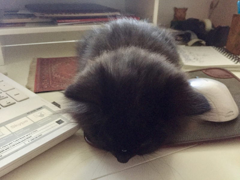 Кошки в нашей жизни. Кошки и все, что с ними связано.