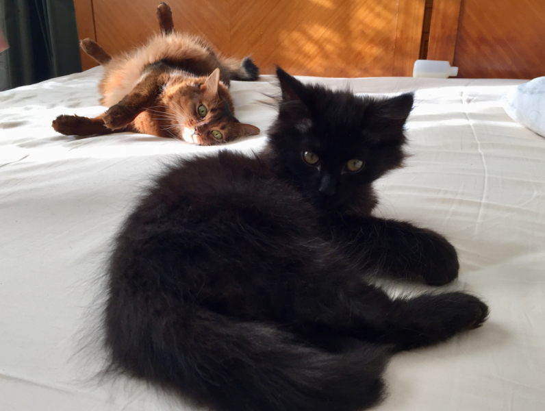 Кошки в нашей жизни. Кошки и все, что с ними связано.