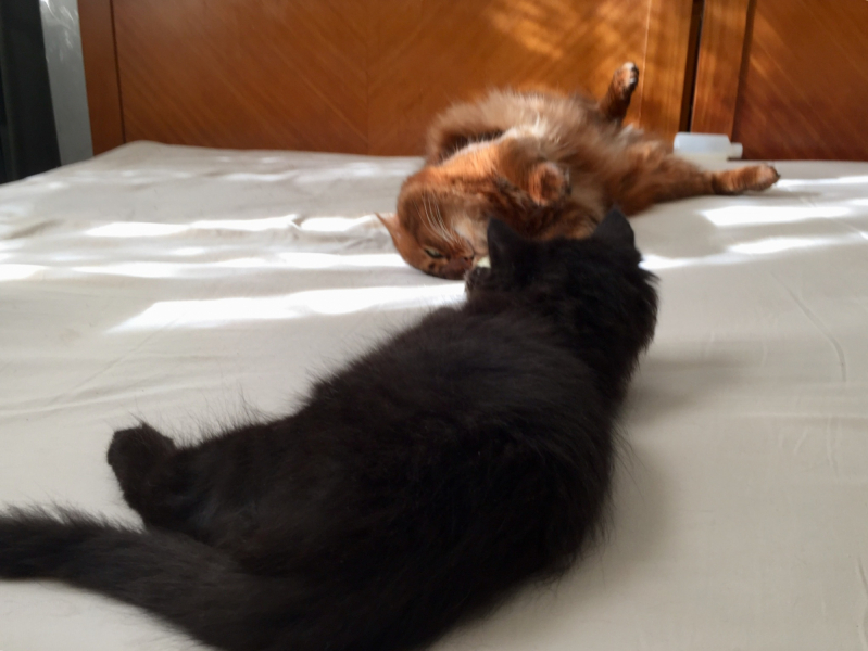 Кошки в нашей жизни. Кошки и все, что с ними связано.