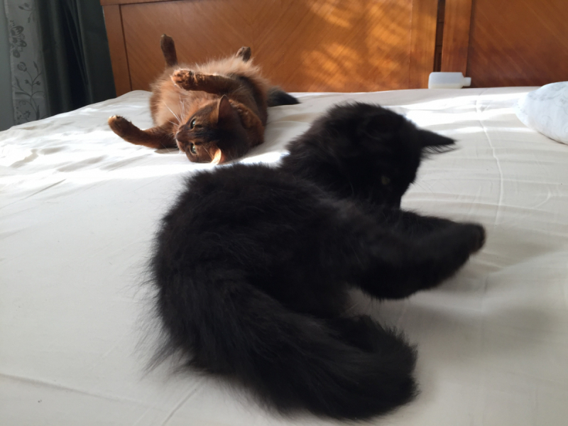 Кошки в нашей жизни. Кошки и все, что с ними связано.