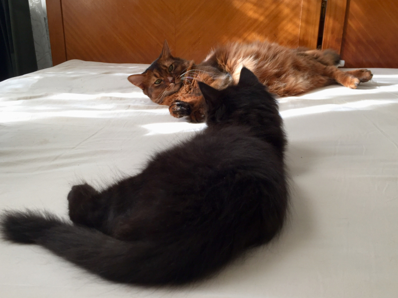 Кошки в нашей жизни. Кошки и все, что с ними связано.