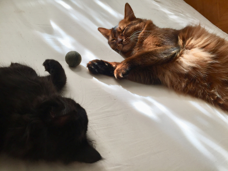 Кошки в нашей жизни. Кошки и все, что с ними связано.