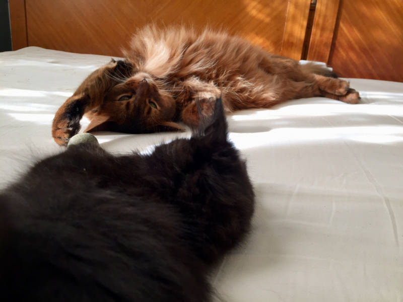 Кошки в нашей жизни. Кошки и все, что с ними связано.