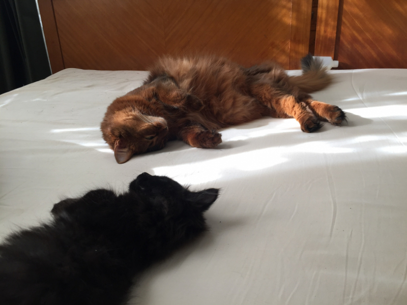 Кошки в нашей жизни. Кошки и все, что с ними связано.