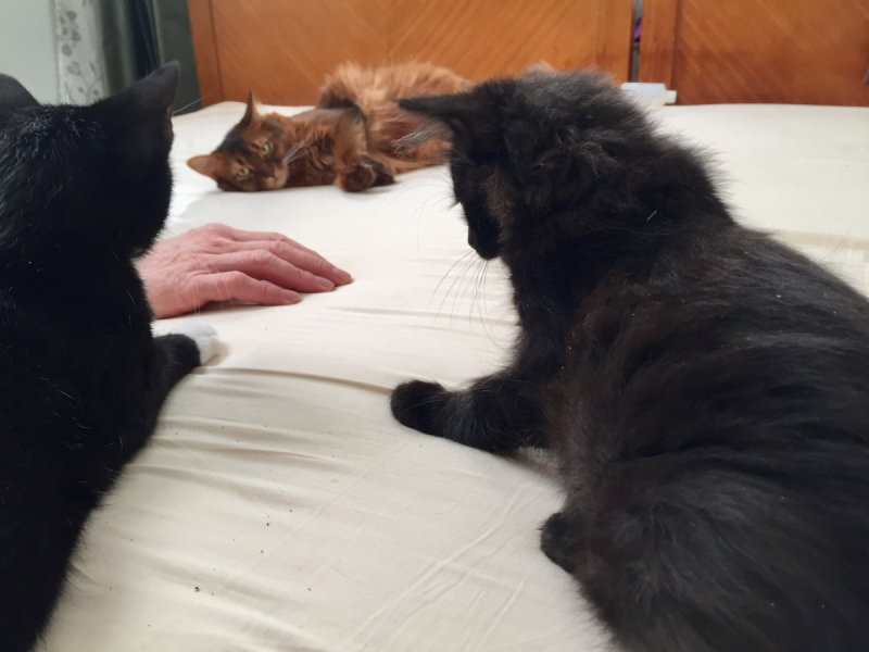 Кошки в нашей жизни. Кошки и все, что с ними связано.