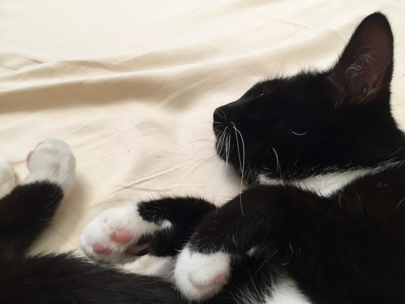 Кошки в нашей жизни. Кошки и все, что с ними связано.