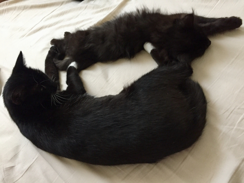 Кошки в нашей жизни. Кошки и все, что с ними связано.