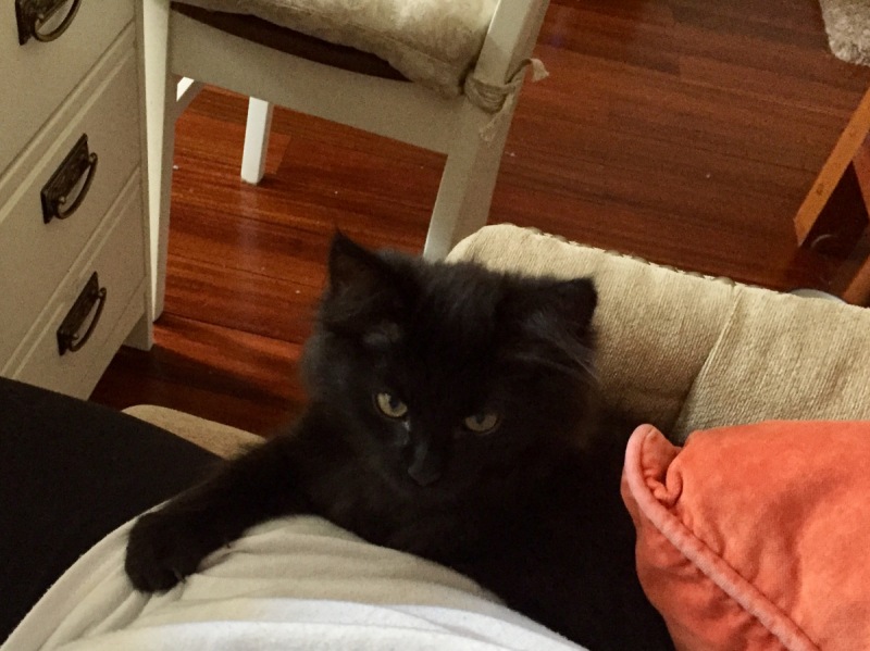 Кошки в нашей жизни. Кошки и все, что с ними связано.