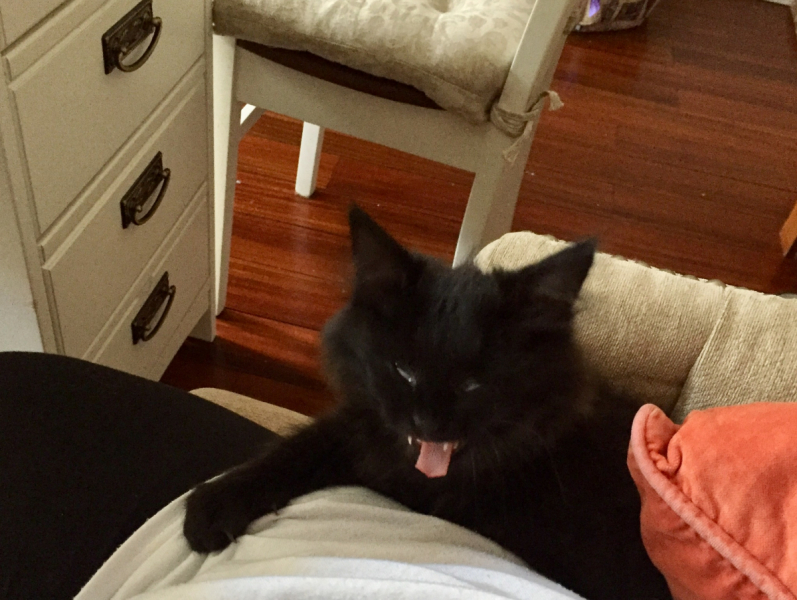 Кошки в нашей жизни. Кошки и все, что с ними связано.