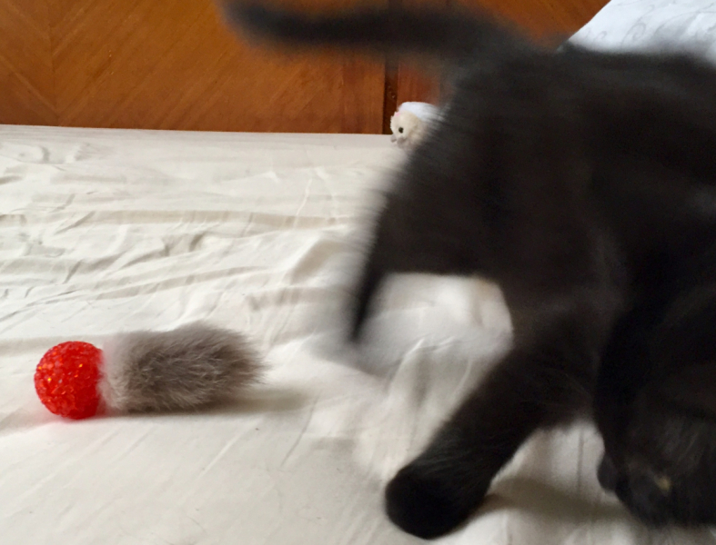 Кошки в нашей жизни. Кошки и все, что с ними связано.