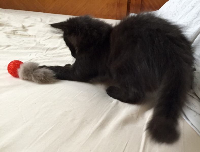 Кошки в нашей жизни. Кошки и все, что с ними связано.