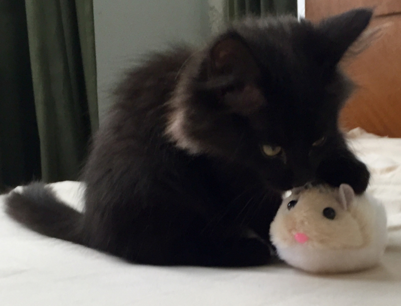 Кошки в нашей жизни. Кошки и все, что с ними связано.