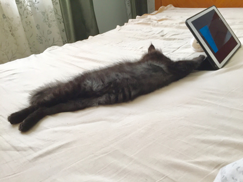 Кошки в нашей жизни. Кошки и все, что с ними связано.