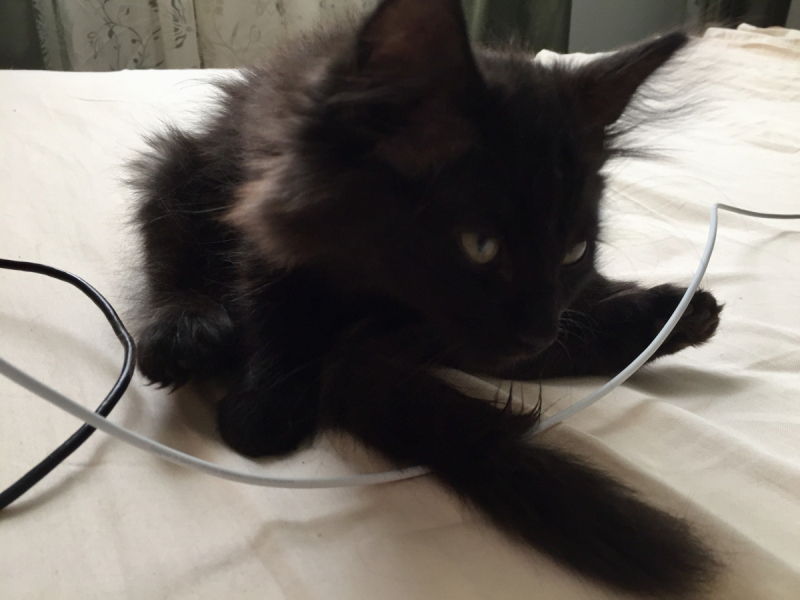 Кошки в нашей жизни. Кошки и все, что с ними связано.