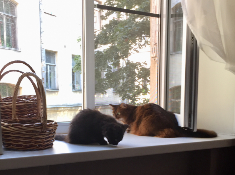 Кошки в нашей жизни. Кошки и все, что с ними связано.