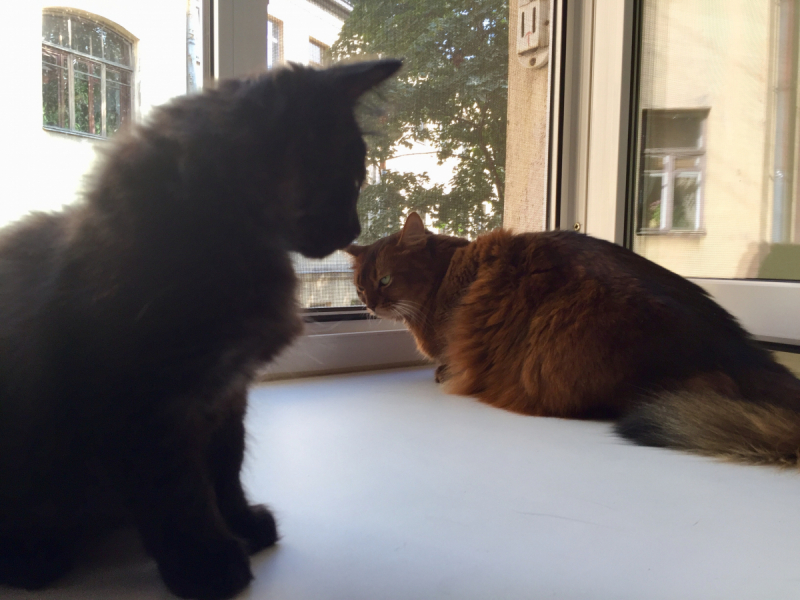 Кошки в нашей жизни. Кошки и все, что с ними связано.