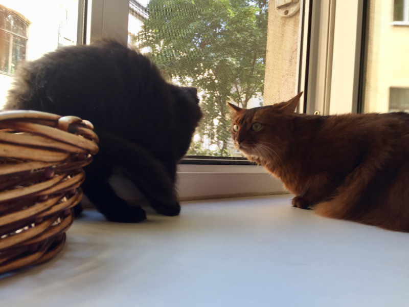 Кошки в нашей жизни. Кошки и все, что с ними связано.