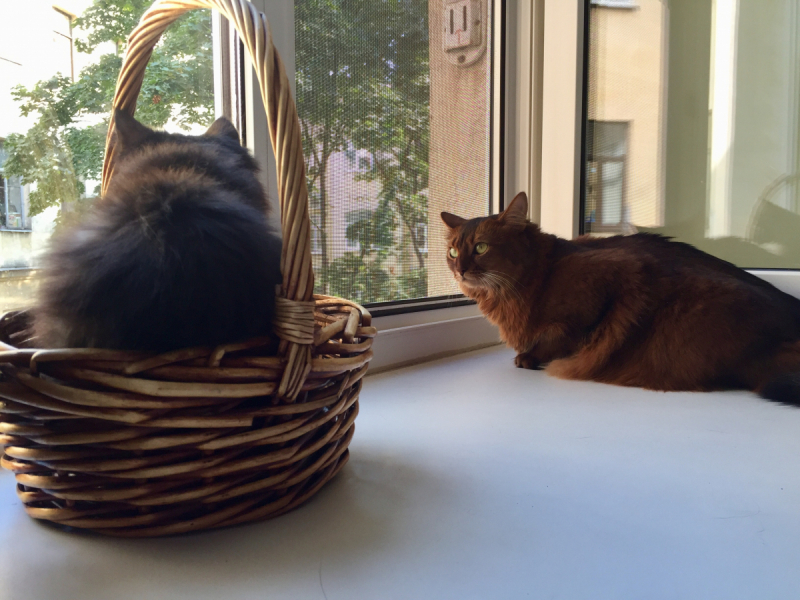 Кошки в нашей жизни. Кошки и все, что с ними связано.