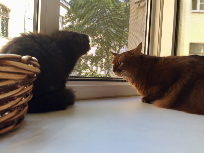 Кошки в нашей жизни. Кошки и все, что с ними связано.