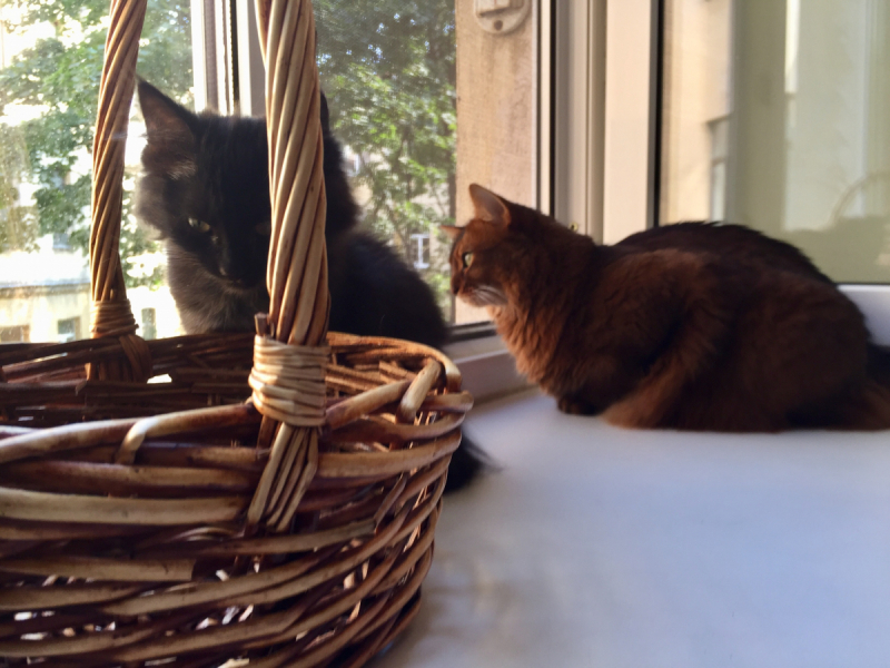 Кошки в нашей жизни. Кошки и все, что с ними связано.