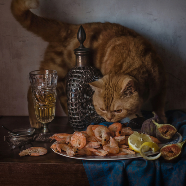 Кошки в нашей жизни. Кошки и все, что с ними связано.