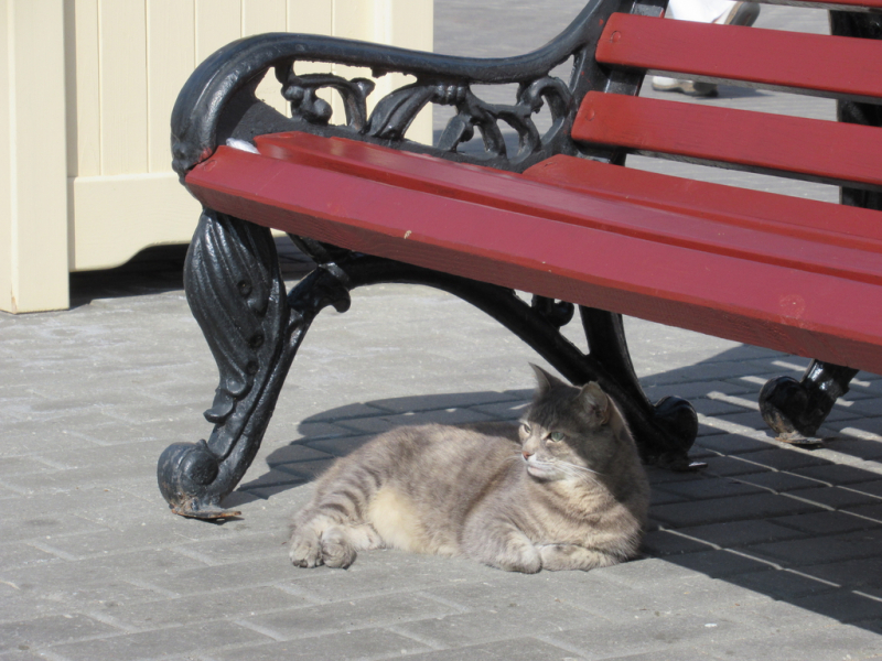 Кошки в нашей жизни. Кошки и все, что с ними связано.