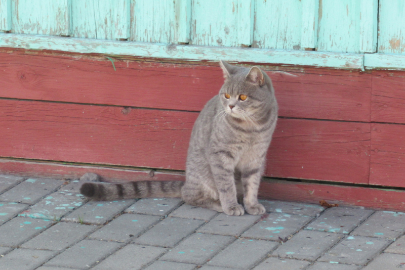 Кошки в нашей жизни. Кошки и все, что с ними связано.