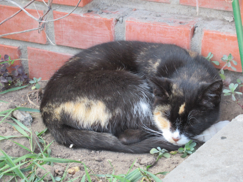 Кошки в нашей жизни. Кошки и все, что с ними связано.