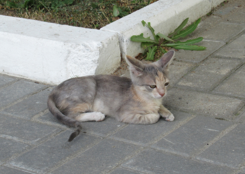 Кошки в нашей жизни. Кошки и все, что с ними связано.