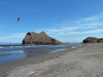 Скала и чайка