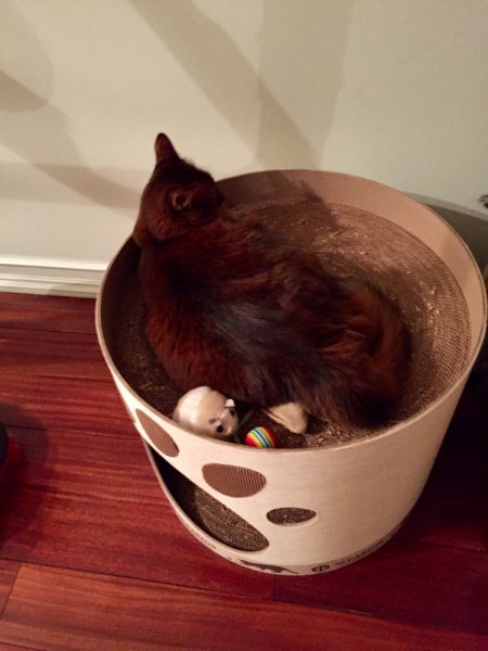 Кошки в нашей жизни. Кошки и все, что с ними связано.