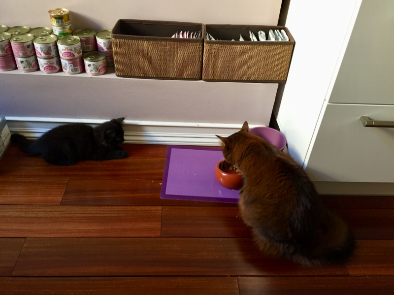 Кошки в нашей жизни. Кошки и все, что с ними связано.