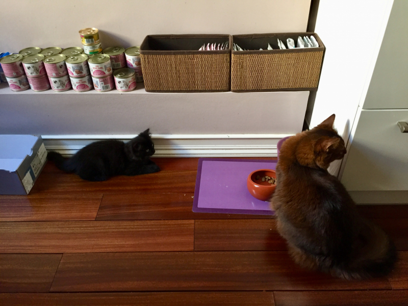 Кошки в нашей жизни. Кошки и все, что с ними связано.