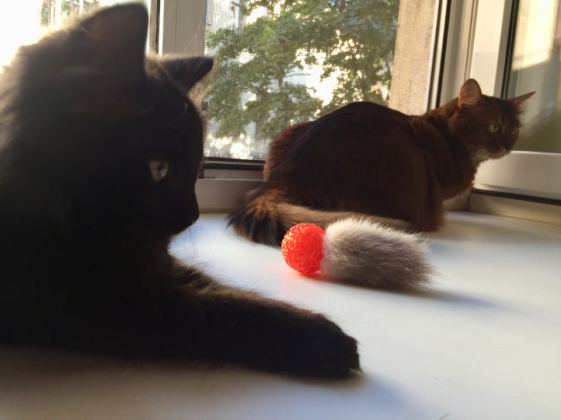 Кошки в нашей жизни. Кошки и все, что с ними связано.