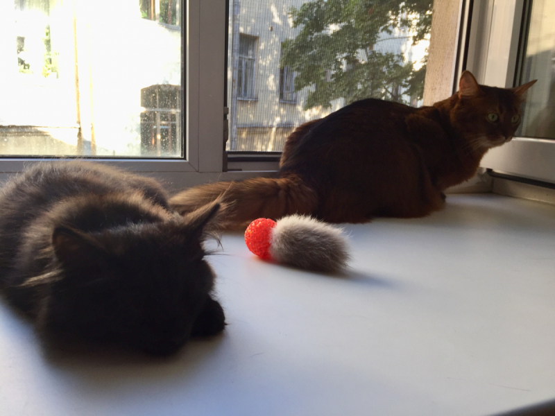 Кошки в нашей жизни. Кошки и все, что с ними связано.