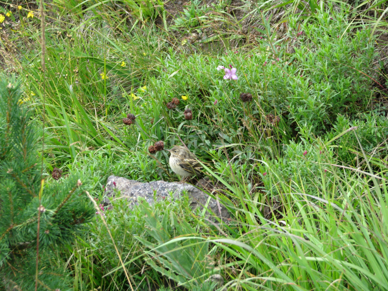 Прогулки с облаками и выше: восхождение на Эльбрус с юга в августе 2018 года