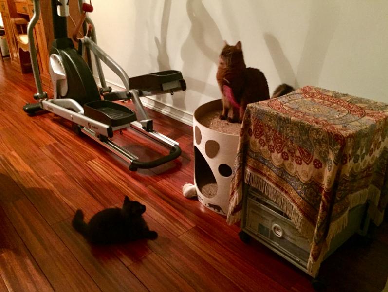 Кошки в нашей жизни. Кошки и все, что с ними связано.